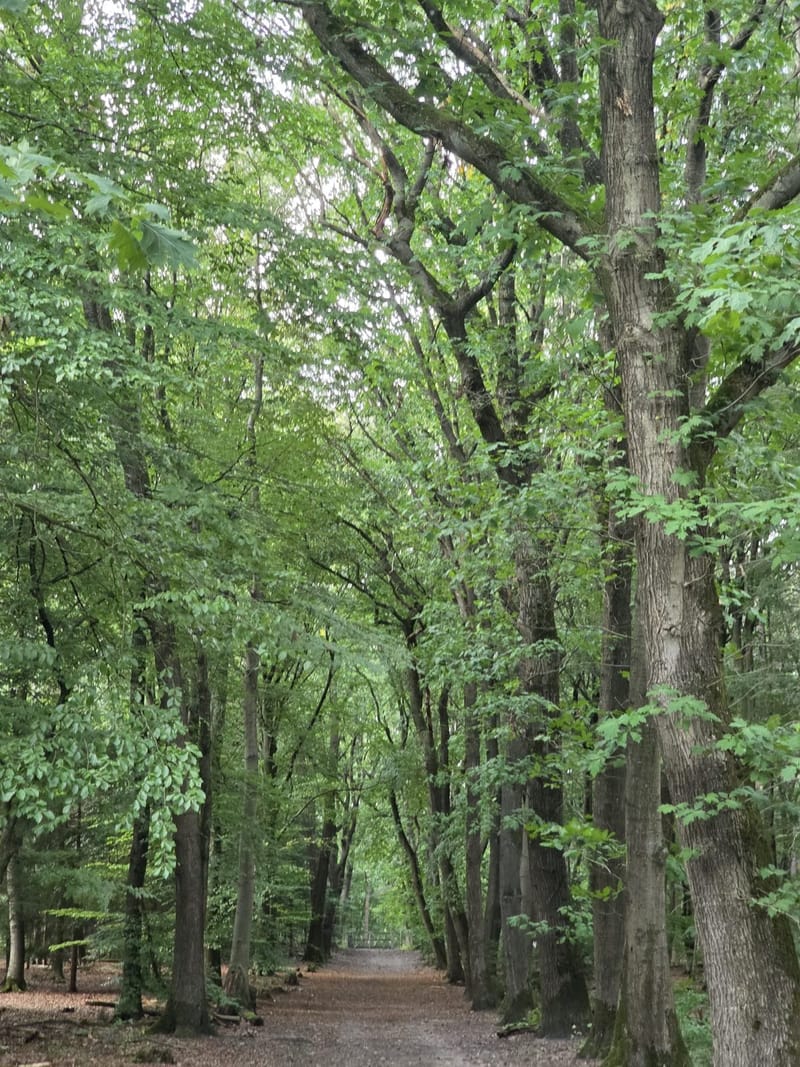 Boslaan in hondenbos 't Leesten
