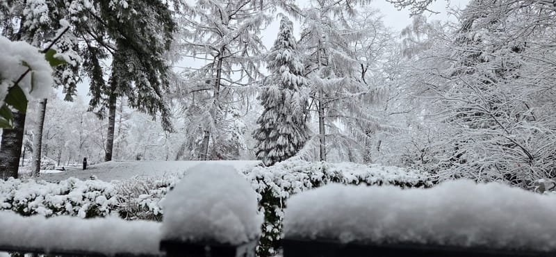 De tuin in de sneeuw