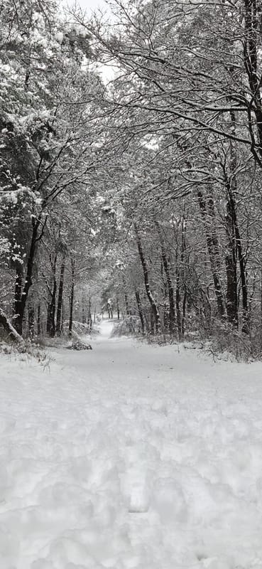 Bospad in de winter