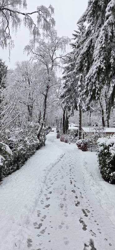 Winter op het park